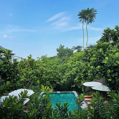 A beautiful guest photo of the Rimbun Canggu swimming pool framed by lush, dense tropical plants and trees under a clear blue sky, with tall, unique palm trees in the background.